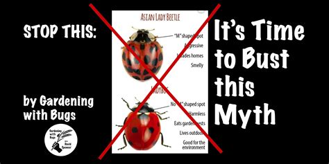 dismantling the myth about the “asian lady beetle ” full circle farm