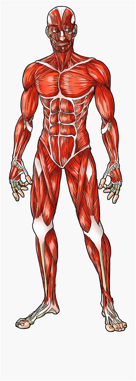 Names Of Human Muscles With Illustration The Male Muscular System