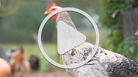 Video Avian Influenza Detected In Up Flock Usda Seeking Apple Grower Input Michigan Farm News