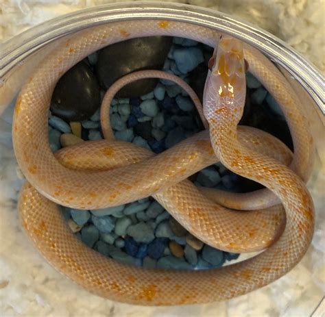 Hypo Calico Chinese Beauty Rat Snake By Prairieland Herp Morphmarket