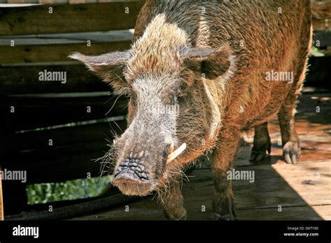 Wild Hog Stock Photos And Wild Hog Stock Images Alamy