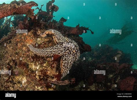 A Purple Starfish Pisaster Ochraceus Underwater This Sea Star Is A