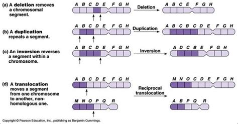 cytogenetics karyotypes and chromosome aberrations flashcards quizlet