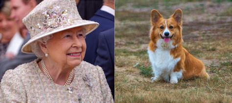 The Queen S Last Corgi Has Passed Away At The Age Of 12 Image Ie