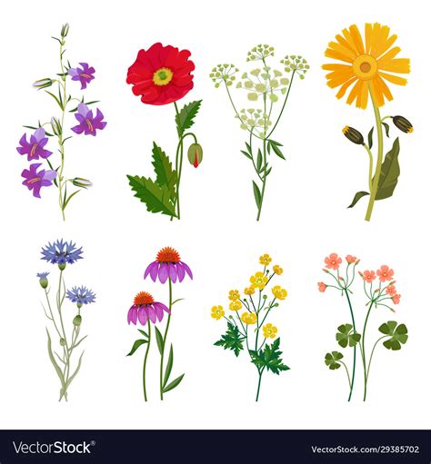 Wild Flowers Plants Botanical Collection Vector Image