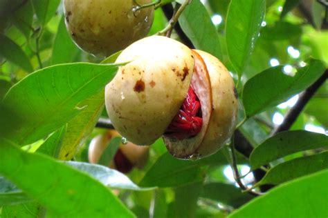 All About Nutmeg It S Uses Benefits And Side Effects