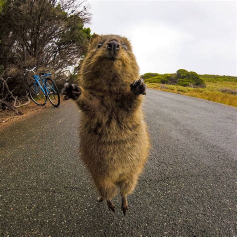 Meet the quokka, the adorable australian animal responsible for the quokka selife, and find out fun facts about what makes these little guys so loveable. Twitter | Quokka, Cute animals, Animals beautiful