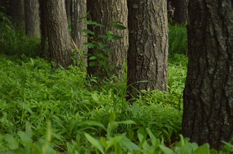 Free Images Nature Grass Sunlight Leaf Flower Moss Bark Rural