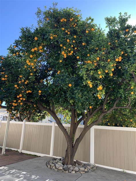 I Also Have An Orange Tree Gardening