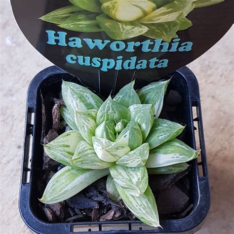 Haworthia Cuspidata Variegata Haworthia Cuspidata Variagated Form In GardenTags Plant Encyclopedia