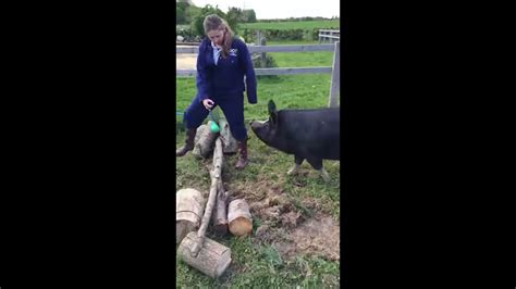 Berkshire Pig Training Video 5 YouTube