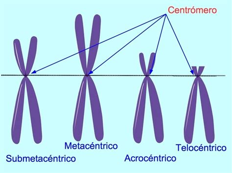Cromosomas Qué Son Función Partes Y Tipos Toda Materia