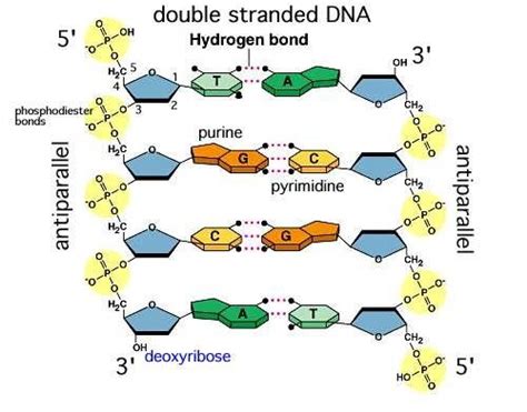 The nitrogenous bases in dna store the instructions for making polypeptide chains, essentially coding for the antiparallel strands twist in a complete dna structure, forming a double helix. Are hydrogen bonds between DNA bases inter or intra ...