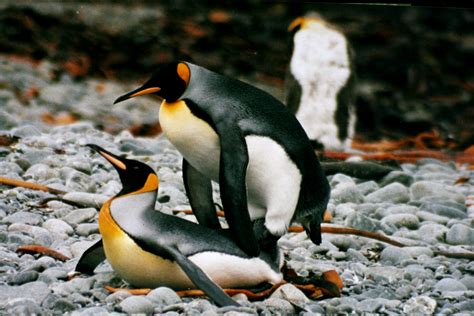 Королевский пингвин это Что такое Королевский пингвин