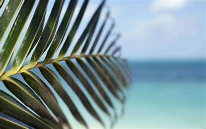 Tropical Palm Leaf Trees Beach Water Depth