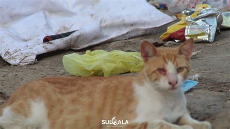 There Are So Many Homeless Cats And Dogs In Gaza Youtube