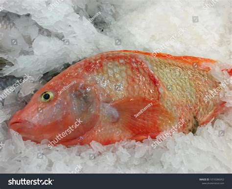 Fresh Raw Fish Red Nile Tilapia Stock Photo Edit Now 1019286952