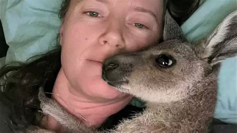 Orphaned Kangaroo Wont Stop Hugging The Woman Who Rescued Him Youtube