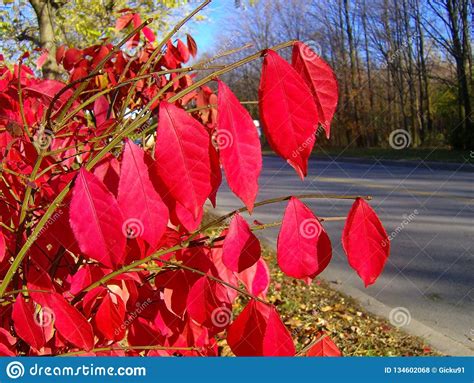 Tree With Red Leaves In The Autumn Stock Photo Image Of Light Branch