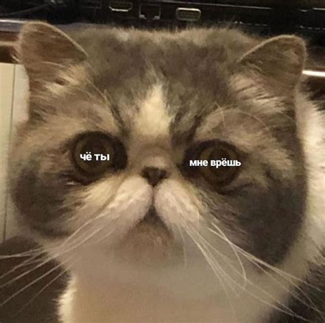 Мемы с котами Мемы Милые котики Котята