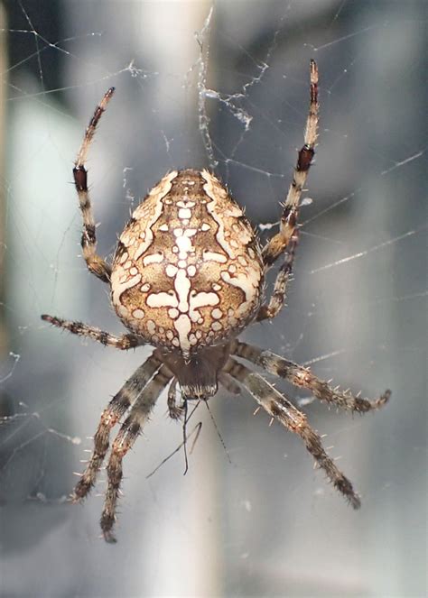 Garden spiders can be both beneficial and troublesome. Bug o'the Week - Cross Orbweaver Spider - Riveredge Nature ...