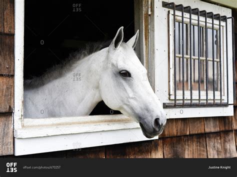 Horse Looking Out Stable Window Stock Photo Offset