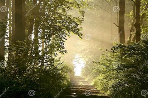 Autumn Forest With Early Morning Sun Rays Stock Image Image Of