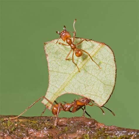 Leafcutter Ant Atta Sp Carrying Leaf Bild Kaufen 71007123