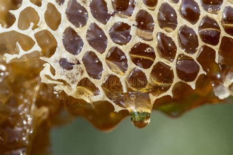 Honey Dripping From Honey Comb On Nature Background Close Up Stock