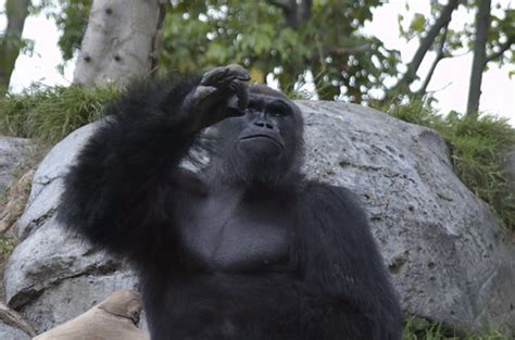 Crazy Gorilla Brian Brooks Flickr