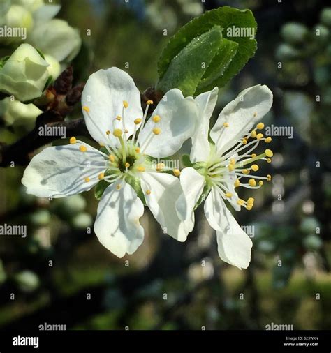 Flowering Fruit Trees Stock Photo Alamy