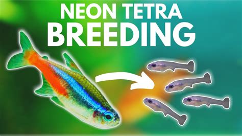 How To Breed Neon Tetras Divider Method Youtube