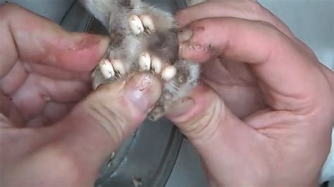 Remove Maggot From Dog Skin Mangoworms Removal 18 Youtube