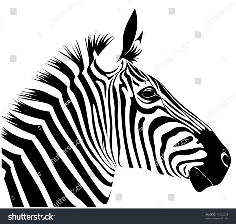 Zebra Stock Vector Illustration 14202058 Shutterstock