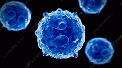 Monocyte White Blood Cells Stock Video Clip K0061392 Science