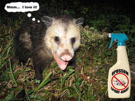 How To Keep Possums Away From Your House Garden Or Fruit
