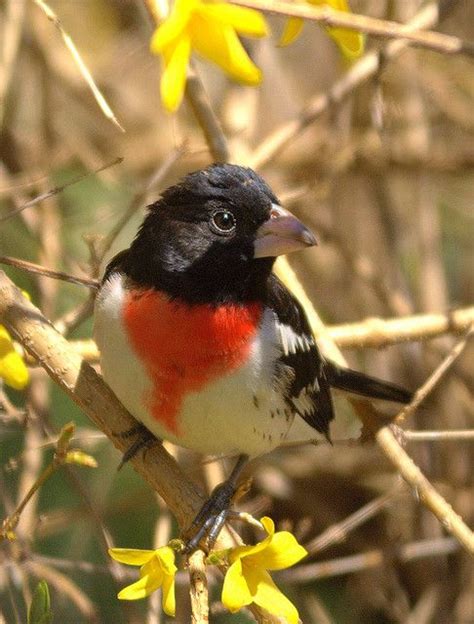 61 Best Indiana Native Birds Images On Pinterest