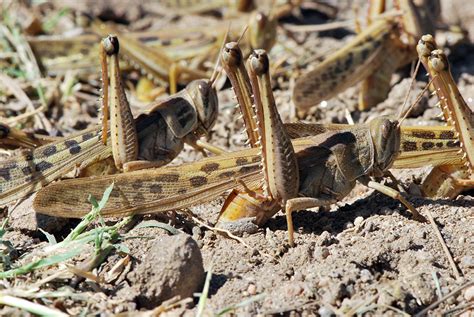 Swarm Shift How Locusts Switch Phases When Numbers Swell