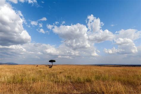 Savannah Landscape In The National Park Of Kenya Stock Photo Image Of