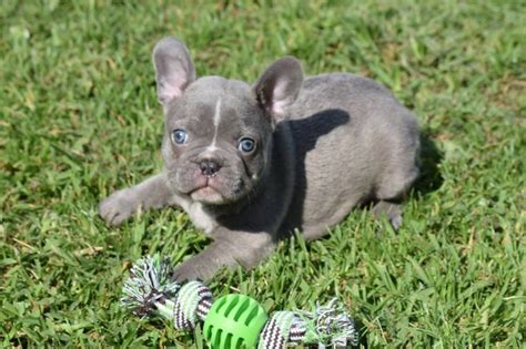 When dogs are ready for adoption, their names and stories will appear on the available dogs page, and we'll accept applications for them then. French Bulldog puppy dog for sale in Columbus, Ohio