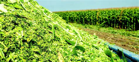 Agronomic Management Impacts On Silage Golden Harvest