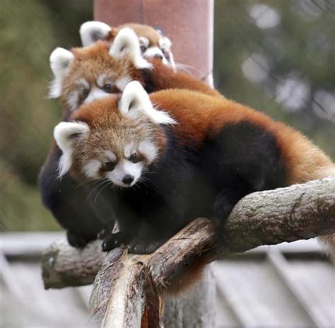 Nachwuchs Bei Roten Pandas Im Neuwieder Zoo Welt