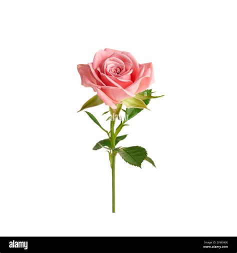 Beautiful Single Pink Rose Isolated On White Background Stock Photo Alamy