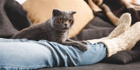 3 Ways To Stop Cats From Scratching Carpet Carpetland