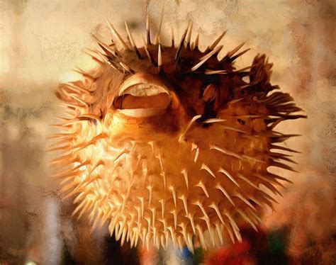 Puffer Fish Facts Interesting Facts About Puffer Fish