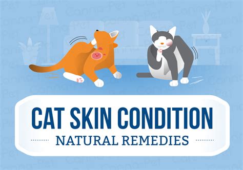 Cat Skin Conditions And Natural Remedies Canna Pet