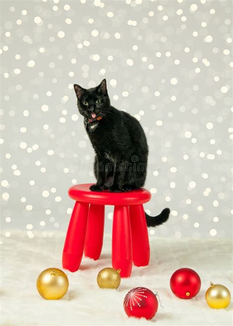 Silly Christmas Cat Stock Photo Image Of Holiday Christmas 47821848