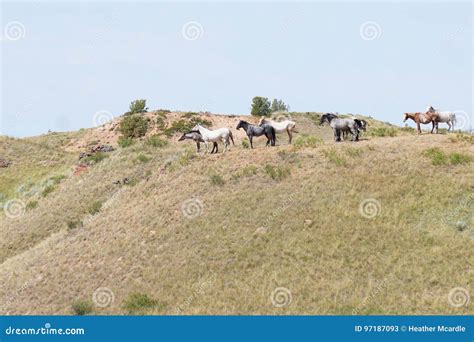 Wild Horses Catching A Breeze On Grassy Hilltop Stock Image Image Of