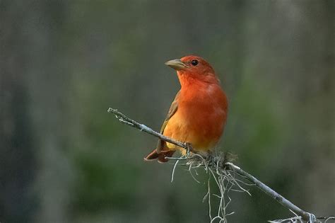 Summer Tanager Jim Zuckerman Photography And Photo Tours