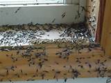 Photos of Yard Termite Treatment